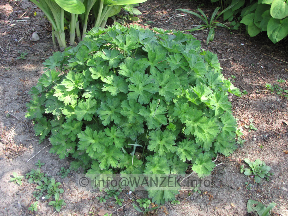 Geranium Hybride Rozanne - Austrieb.JPG